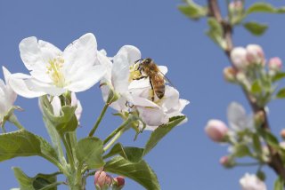 Bee pollinating a white apple blossom.