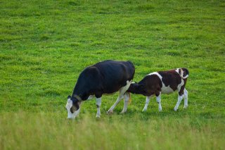 A small calf nurses from cow in a green field.