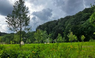 Newly planted saplings and flowers on the restored Whetstone Brook floodplain (photo credit: Vermont River Conservancy)