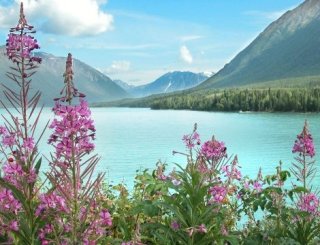 Pink blooming fireweed in the foreground, against a background of beautiful green mountains and teal water