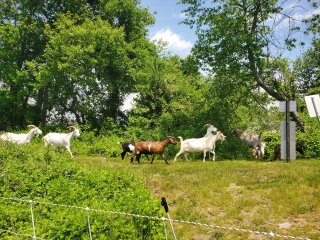 Happy goats romping around on grass