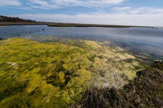 Overgrowth of green algae on the coast