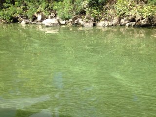 Green water reflects a growth of algae in the Ohio River