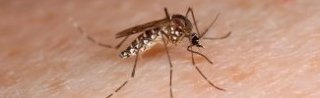 Mosquito on top of human skin