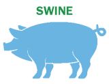 Swine