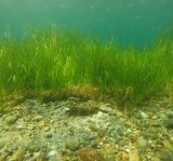 Image eelgrass underwater surrounded by rocks