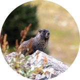 Marmot as seen on the site