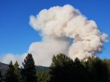 Smoke rises above trees