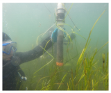 A researcher in scuba gear underwater holds up a sample above a seagrass bed