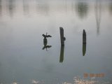 Double Crested Cormorant in the Silver Lake Area